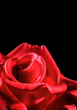 sato haruo rose